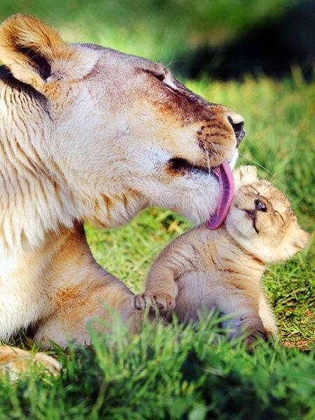 Lion & Cub JPG